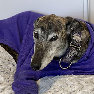 a grey and black dog in a blue jumper lies on a mattress